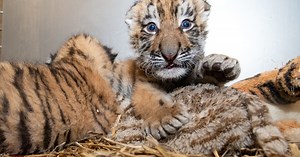 Cleveland Metroparks Zoo welcomes the birth of two endangered Amur tiger cubs