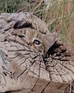The black-footed cat is one of the smallest wild cats in the world and lives in the dry grasslands and scrublands of southern Africa