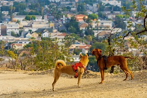 The 6 best dog-friendly hikes in L.A.