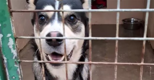 « Un abandon réfléchi, calculé, glacial » : le choc pour un contrôleur de train au moment d’effectuer sa ronde, « en 20 ans, je n’avais jamais vu ça… »