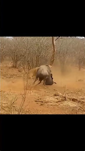brave wildebeest fight back lion's attack
