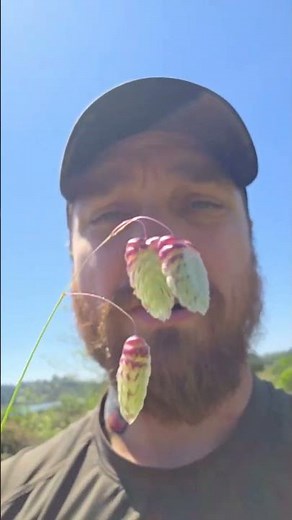 Foraging Greater Quaking Grass #survival #food #foraging