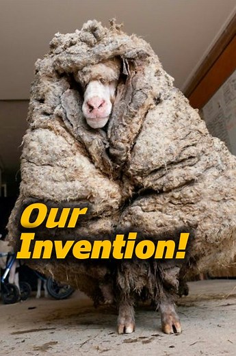 626K views · 10K reactions | Did humans invent modern sheep?  Discover the 11,000-year journey that transformed wild mouflon into the woolly, gentle sheep we know today. #SheepEvolution #AnimalDomestication #WoolIndustry | Animal Doozy | Facebook