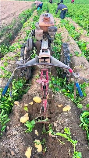 Modern Farming in Action USA #usa #farming #shorts