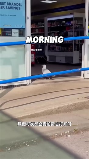 40K views · 730 reactions | This seagull stole food every day, but the shop owner’s kindness changed everything ❤️ | Animals Life Uncovered | Facebook