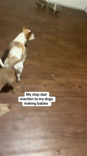 Stepdad's Hilarious Reaction to Dogs Making Puppies