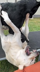 17K views · 115 reactions | Playing and fighting on a slow motion mother daughter Labradors  #slowmotion | Persa the Labrador | Facebook