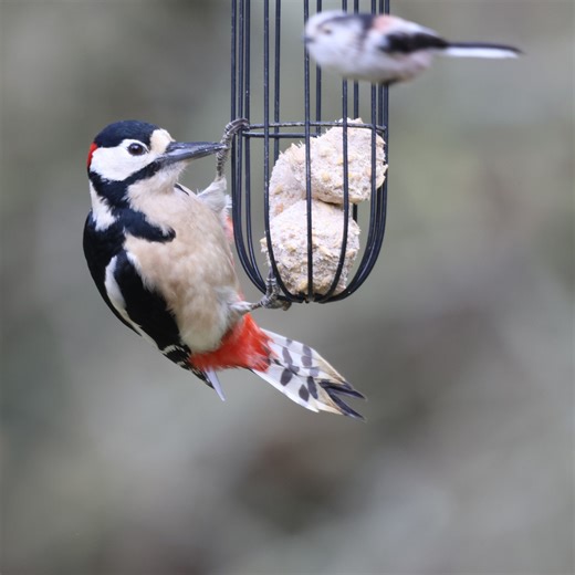 19 reactions | Stanwick Lakes is known for its wetland birds, but...