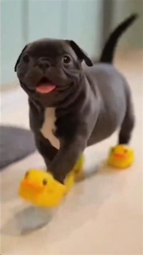 Puppies in Duck Shoes vs. Grumpy Chihuahua! 🦆🐶
