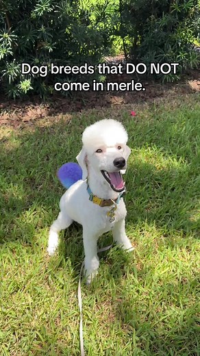 Merle is NOT naturally occuring in these breeds. So if you see a merle in these breeds the dog is not purebred, no matter what the embark says. #adoptorshopresponsibly #dogsoftiktok #akc #ethicalbreeding #ethicalbreeder #responsibledogowner #responsiblebreeder #poodle #spoo #minipoodle #frenchbulldog #americanbully #ambully #americanbulldog #ukc