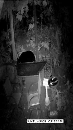 The Bears are waking up enjoy this short from 2024 #wildanimals #backyardwildlife #wildlife #bear