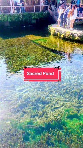 Oshino Hakkai: Sacred Pond in Japan Travel (静岡)