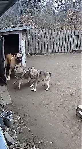 Bullmastiff Defends Tiny Puppy from Wolves