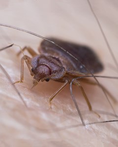 16M views · 25K reactions | ¿Cómo entran a tu casa y por qué son peligrosos? | What If Español | Facebook