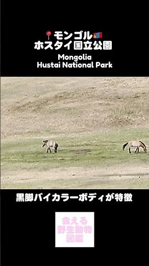 タヒって知ってる?世界で唯一現存する野生馬モウコノウマ #ホスタイ国立公園 #mongolia