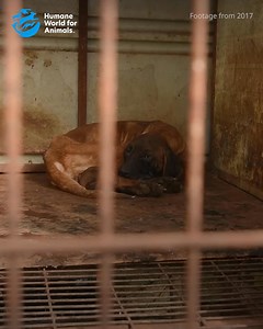 Right now, animals are trapped in a relentless cycle of suffering. They face a reality where pain, fear and neglect are normal. 💔 Emma was rescued by Humane World for Animals—but so many others are still living in this nightmare every day. Peace shouldn’t only exist in their dreams. | Humane World for Animals