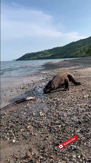 Monitor Lizard vs Komodo Dragons 🦎🐊
