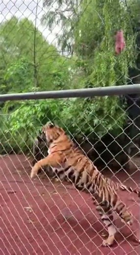 Giant Tiger’s Terrifying Roar During Feeding Time! 🐅🥩 #Shorts #Wildlife
