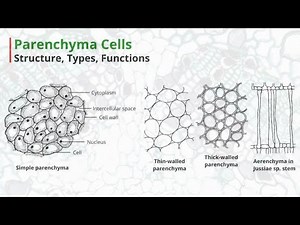 Parenchyma Cells | Structure, Types, Functions
