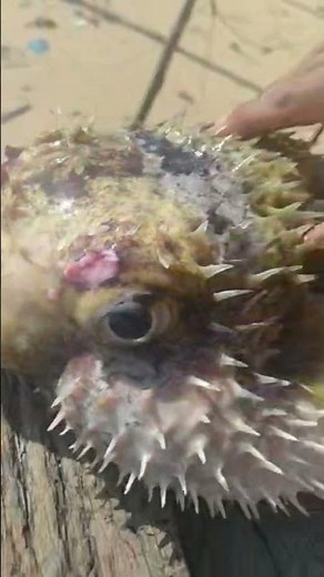 Ikan Buntal Duri atau Buntal Landak