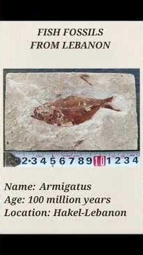 Histoire des fossiles