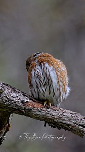 💕🦉 Northern Pygmy Owl ❤️🦉 . . . . . . . . . #thypygmyowltour #pygmyowl #northernpygmyowl #owlphotography #owl #owlsofinstagram #owlstagram #owlsofinstagram #wildlife #wildanimals | Thy Pygmy Owl Tour
