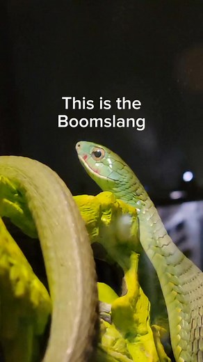 This is the Boomslang, the most venomous snake in Africa. #reptiles #venomoussnakes #boomslang #bullettrain #harrypotter #snake #noperope #southafrica | Joey Josselson