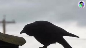 Another Song for #mehrajmalik | Mehraj Malik Fan Club