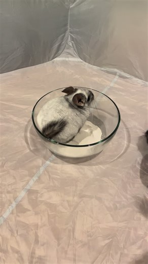 Chinchilla's Unexpected Dust Bath Moment