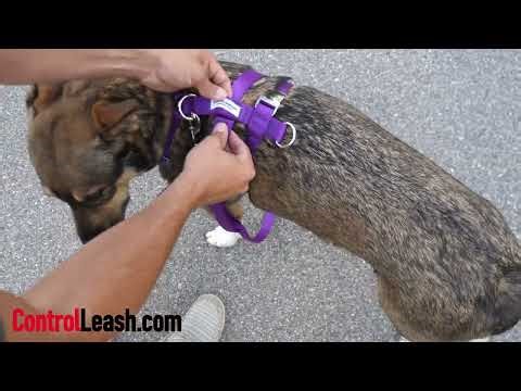 Control Harness Instructions: ControlLeash.com Made in USA!