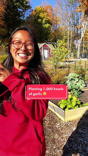 Planting 1,000 Heads of Garlic: A Step-by-Step Guide for Your Fall Garden