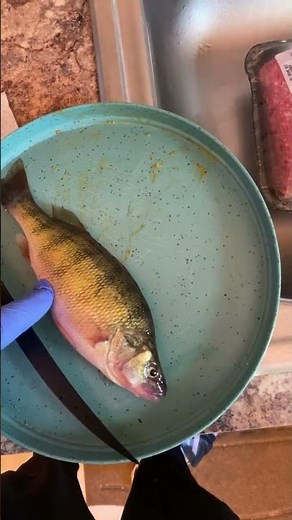 How to fillet a yellow perch