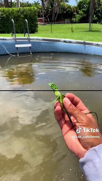 Exploring Florida's Unique Wildlife: Fish, Lizards, and Ducks