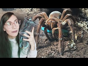 My most FOOD-AGGRESSIVE Tarantulas FEAST on WORMS!.. ft Goliath Bird Eater Dancing