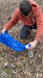16K views · 146 reactions | Maple Sap Mushroom Mycelium Propagation...