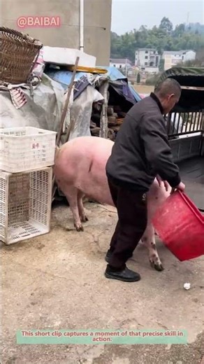 The Art of Loading Livestock: A Skillful Guide