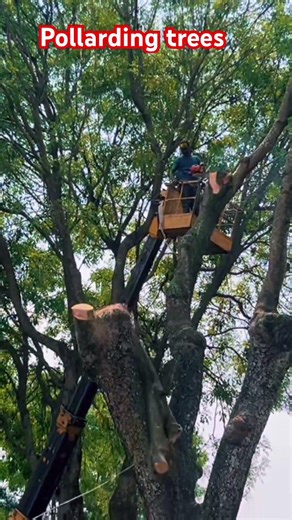 Pollarding trees at seri kembangan