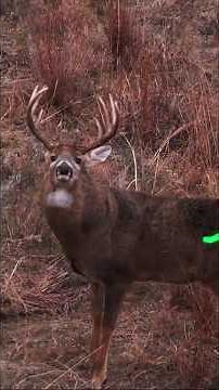 60 Archery Kills! #BoneCollector