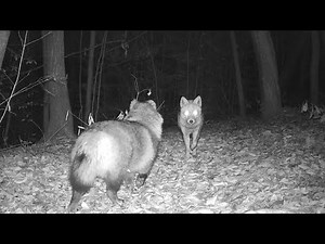 キツネとタヌキのバトル 202202