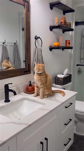 Toby Sitting On The Bathroom Counter And Looks Around
