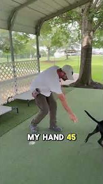 Stop the Jumping! How to Use the "Settle Down" Command for Better Behavior