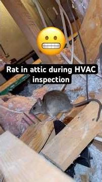 Rat in Attic during #HVAC Inspection