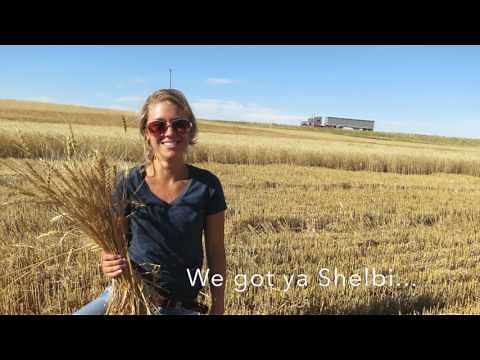 Large-Scale Wheat Harvest in Montana