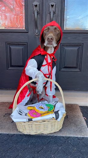 12K views · 3.4K reactions | Grandma, my what big teeth you have 醴 Watch out for the Big, Bad Wolf  • Happy Howloween Friends  • • • #pointerpawprints #gspoftheday #germanshorthairpointer #dogcostume #trickortreating #spookyseason | Pointerpawprints | Facebook