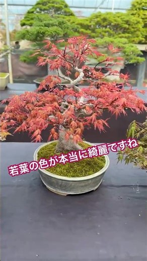 色彩に息づく美 ― もみじ盆栽の魅力