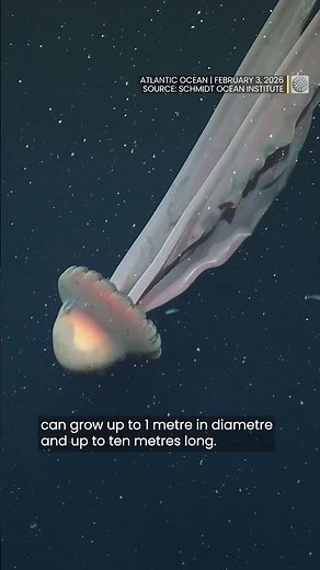 Rare 'bus-sized' jellyfish caught on camera by deep-sea researchers