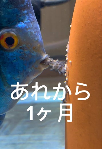ディスカスと熱帯魚の魅力を探る