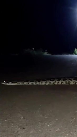 python Crossing the road
