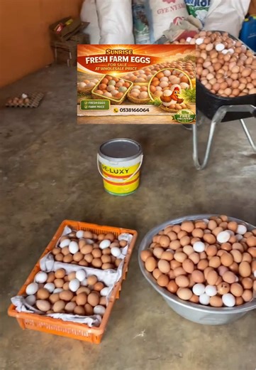 Fresh Quality Eggs from Our Poultry Farm