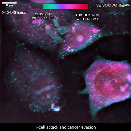 T cell attack and cancer evasion